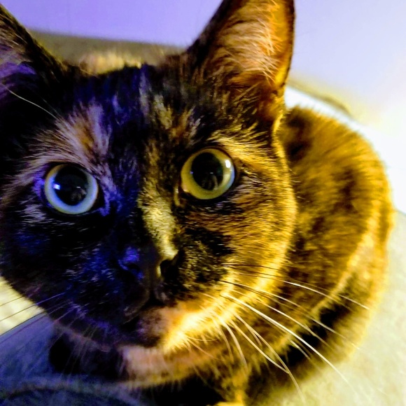 Meet your Posher, Dylanne - Picture 1 of 1